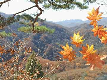 華為折疊屏發(fā)布周期揭秘，科技與創(chuàng)新節(jié)奏的把握之道