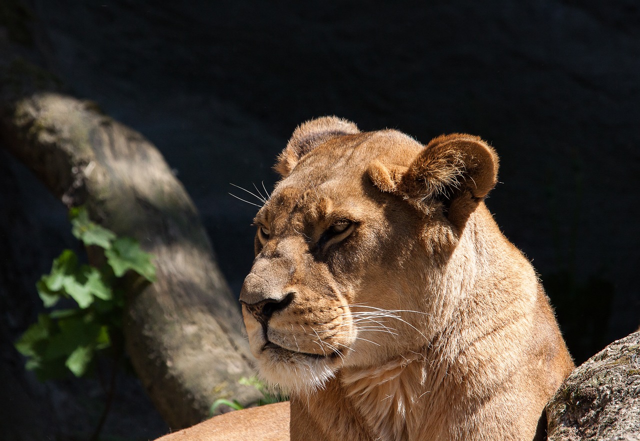 新奧彩今晚開什么生肖動物園之旅，探索奇妙的動物世界，動物園之旅探秘，新奧彩生肖動物大觀