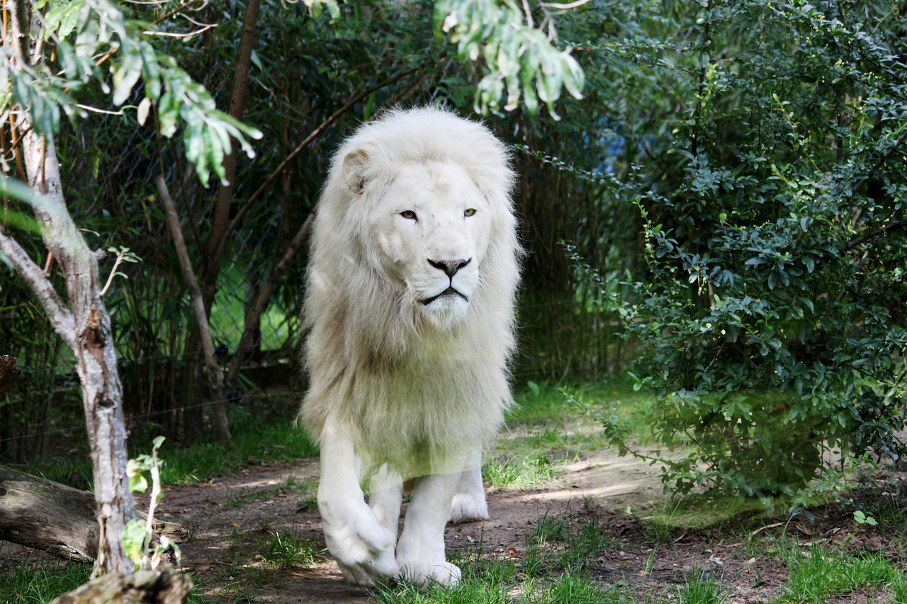 動物間的傷害與生存法則，動物咬動物會引發(fā)怎樣的后果？