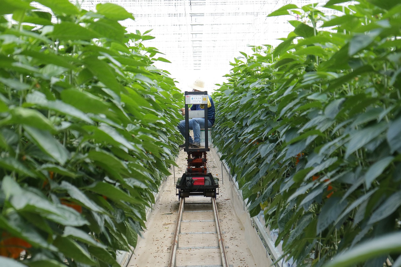 種植栽培技術(shù)的公開及其深遠(yuǎn)影響的探討