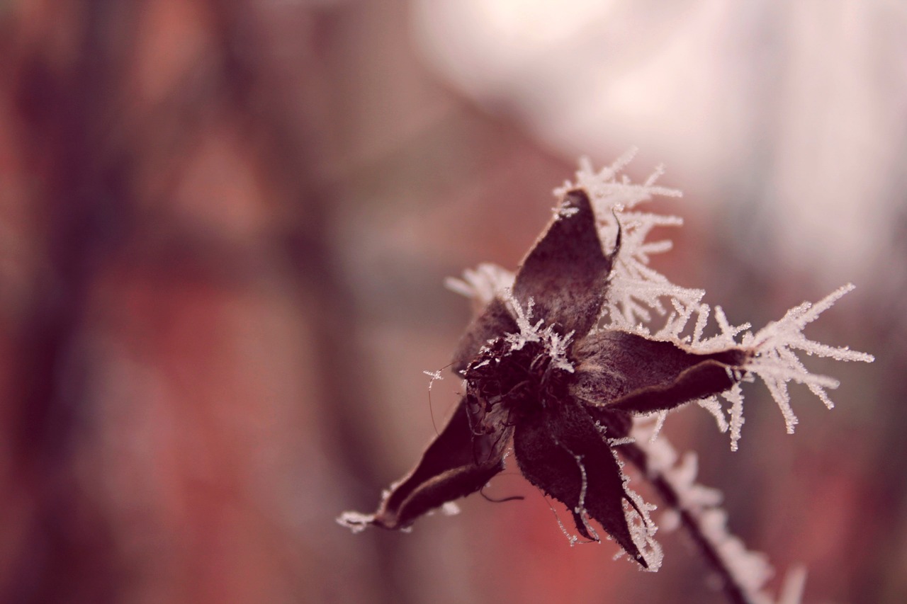 雪冬之美與挑戰(zhàn)，雪天氣下的別樣風(fēng)景與考驗